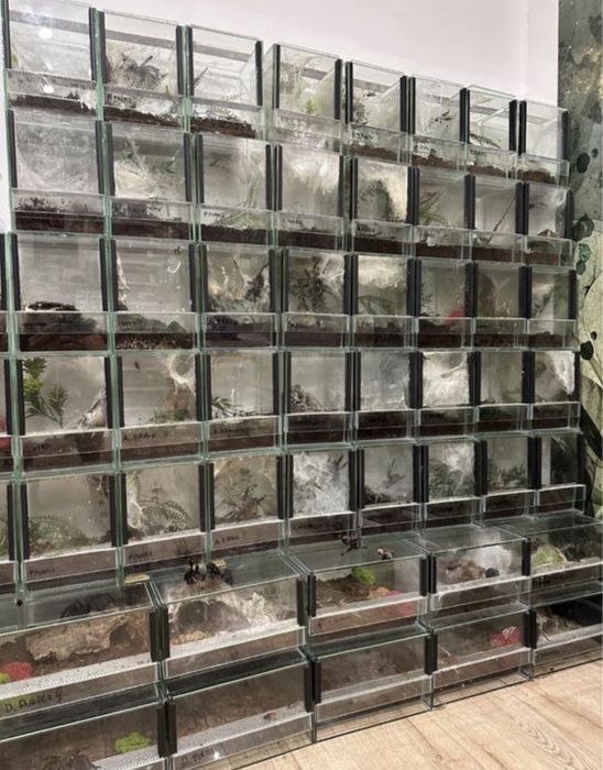 Ptasznik Phormictopus sp. Dominican purple Samica 5DC