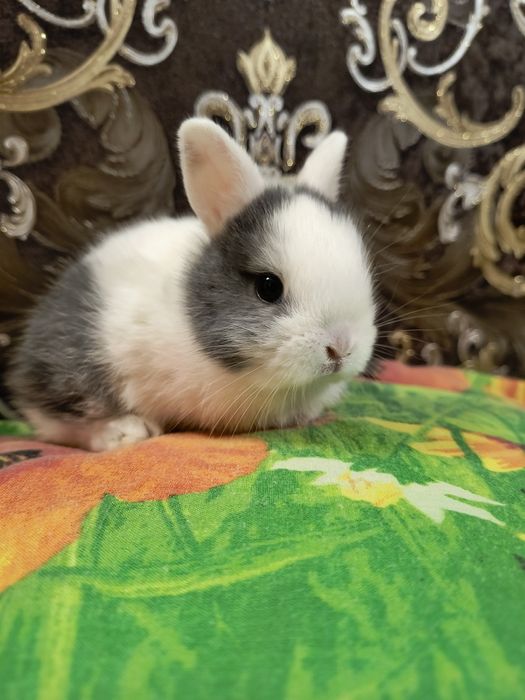 Кролик Мини карликовий