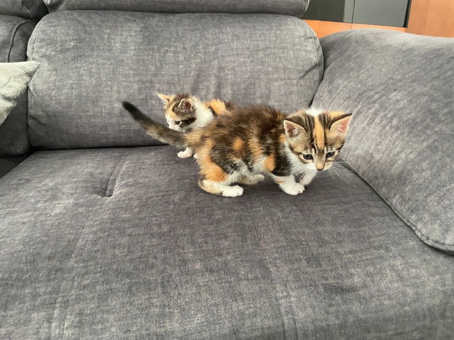 Gatos /gatas bebes para adoção