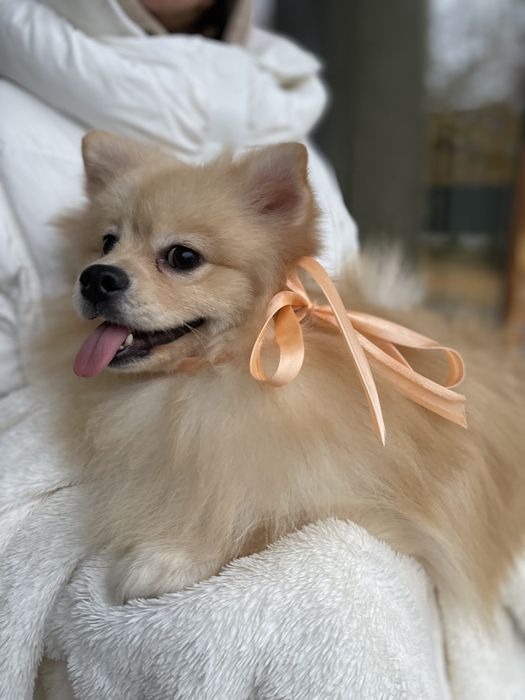 Померанські шпіци  краса, ніжність і любов в одному