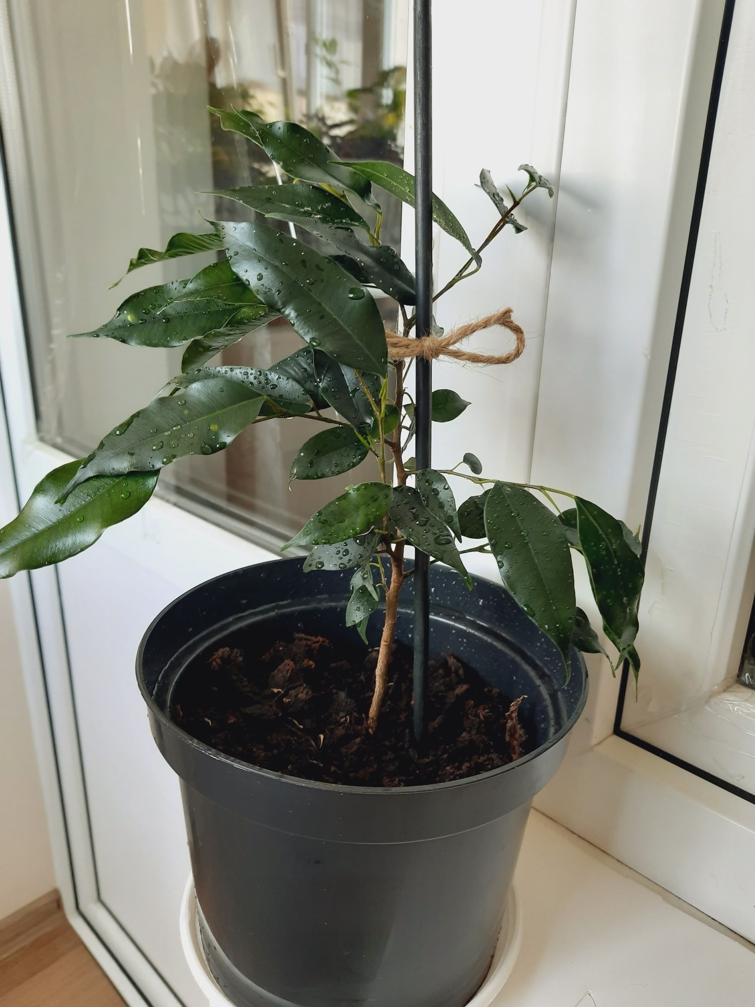 Кімнатна рослина Фікус бенджаміна Ficus benjamina популярний і стійкий