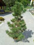 Sosna limba 140cm w donicy