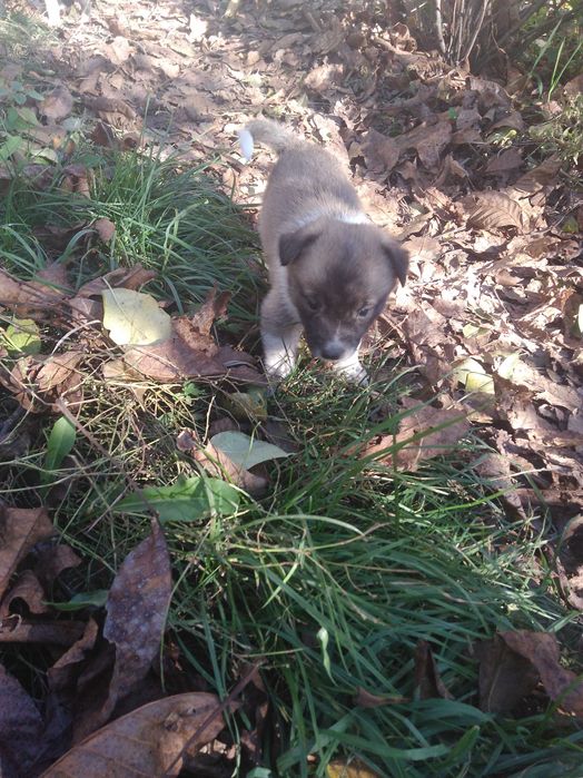 цуценята. песики . місячного віку