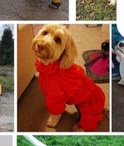 Morezi XXL. płaszcz przeciwdeszczowy dla psów, wiatroszczelny i wodoo