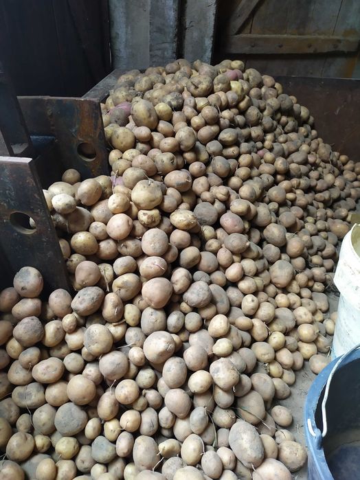 Ziemniaki kartofle ekologiczne Irga