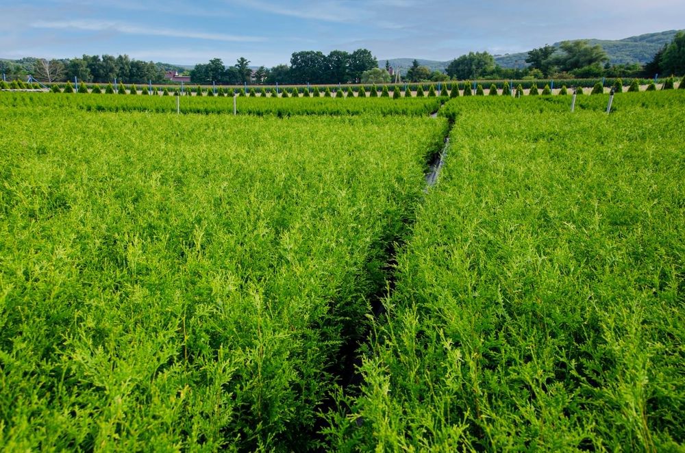 Tuja Brabant 70-100 cm z dostawą gratis promocja