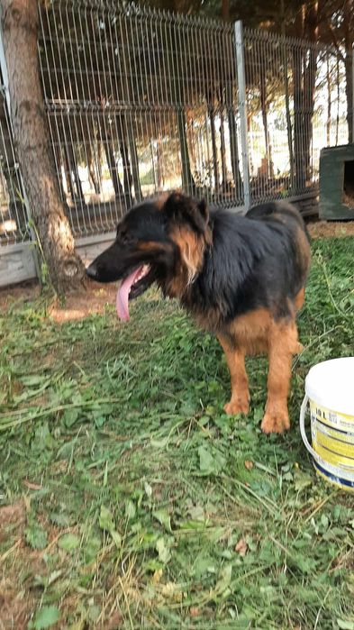 Luna roczny owczarek niemiecki