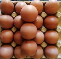 Ovos de galinha ou peru royal