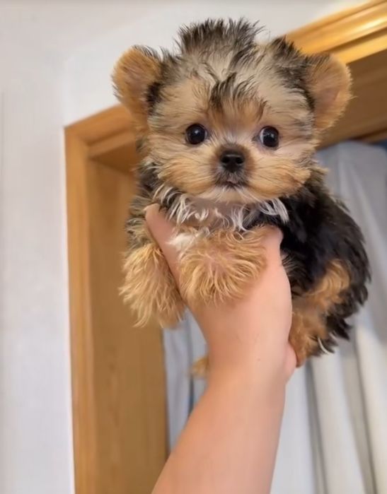 Yorkshire mini femea lindissima gold