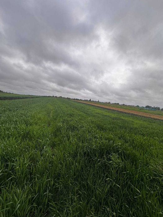 Продаж землі Зубра Лесі Українки 20соток