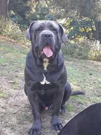 Cane corso reproduktor