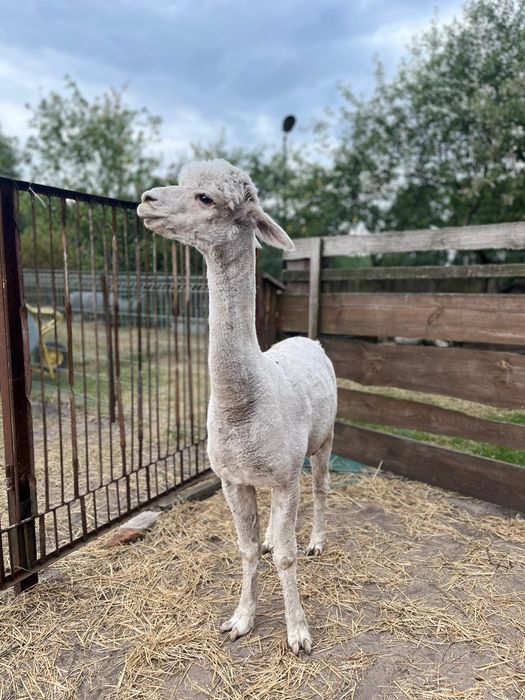 Alpaka samiec reproduktor