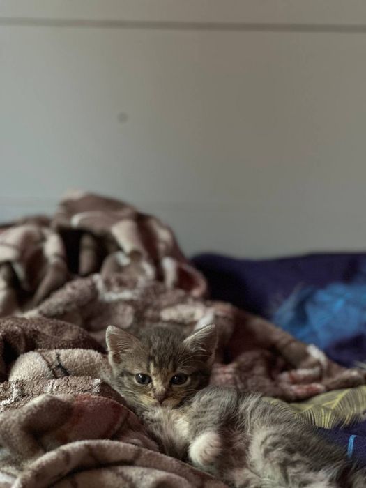 Oddaję kociaka do dobrych domów.