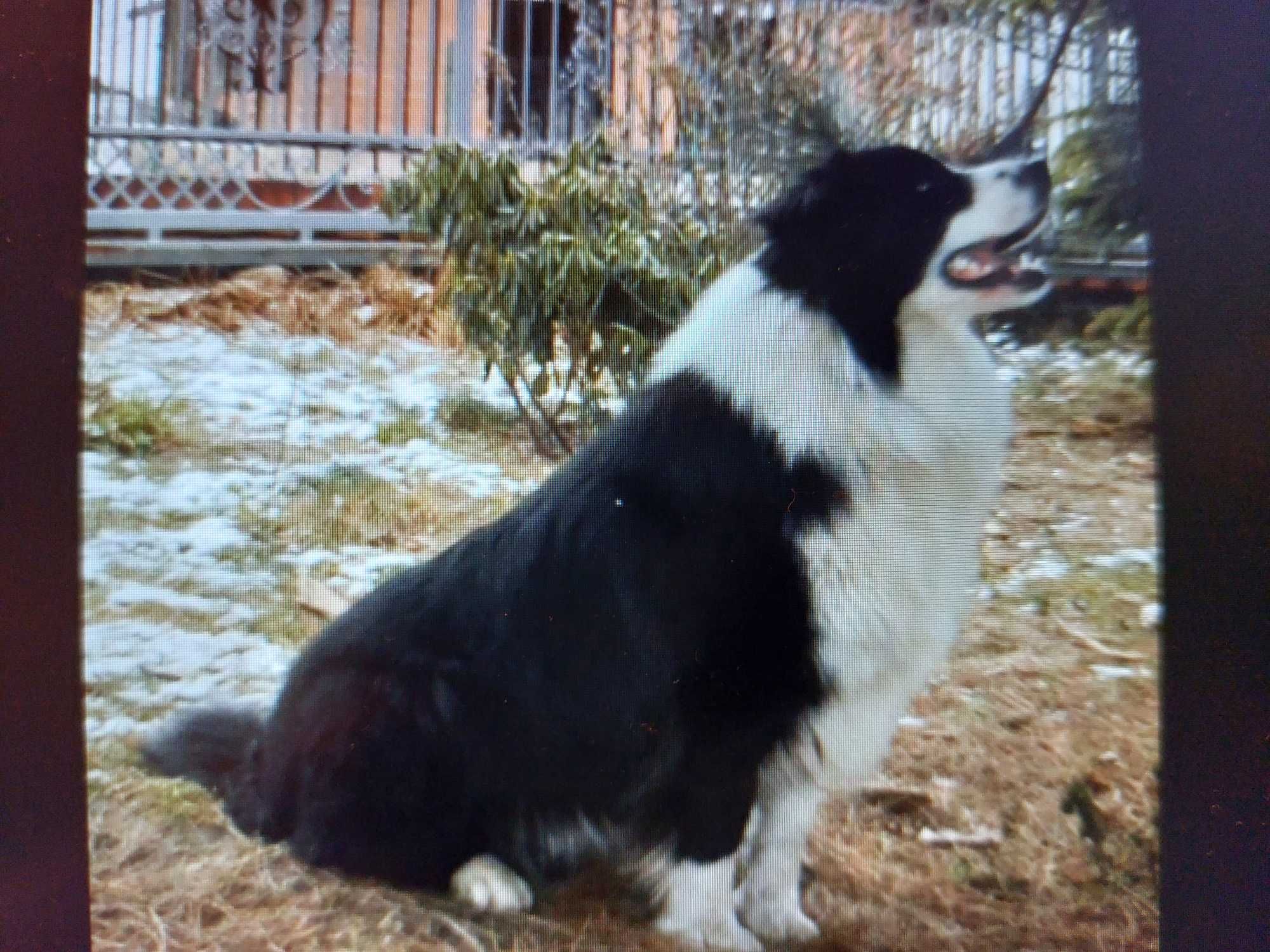 Border Collie piękna piesek  czarno-biała wyjątkowy