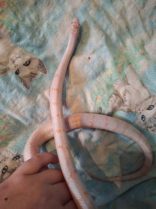 Wąż hybryda zbożówki