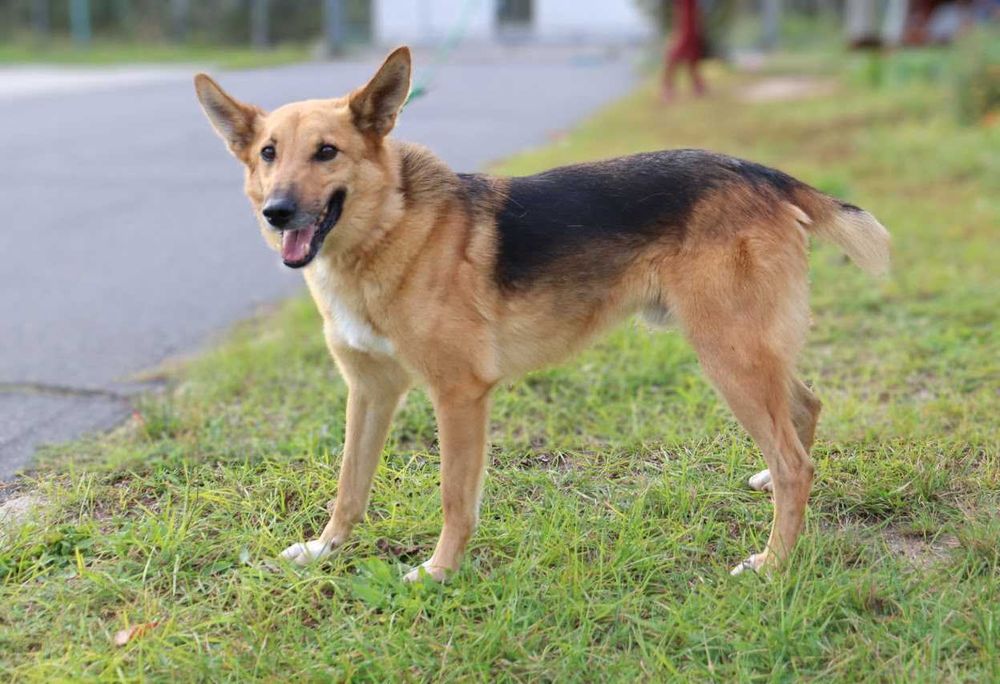 spokojny i łagodny piesek czeka na dom
