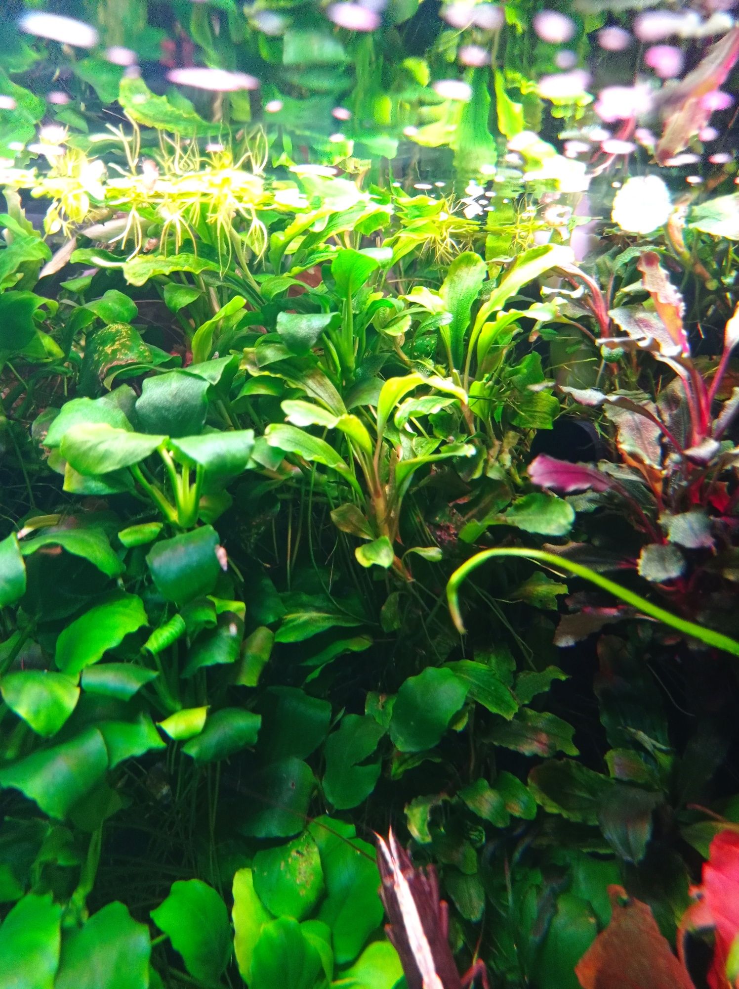 Bucephalandra velvet green, akwarium, akwarystyka, rośliny  akwariowe