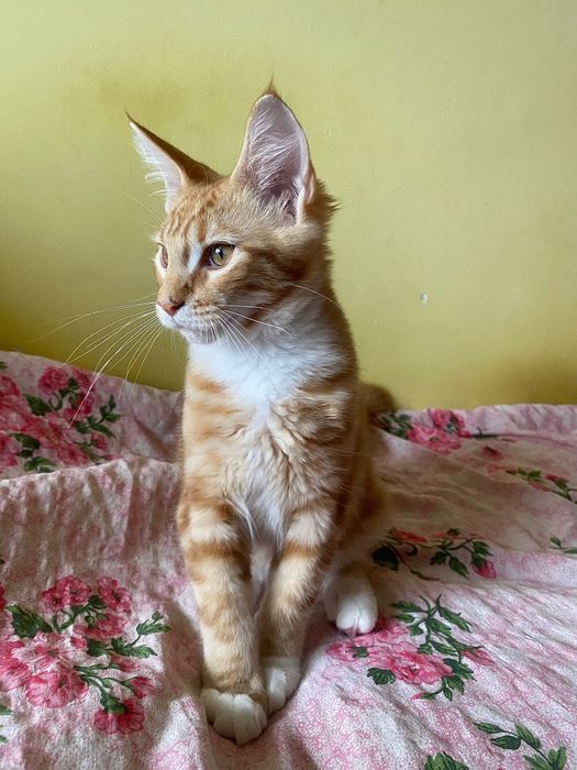 Maine Coon rudy kocurek