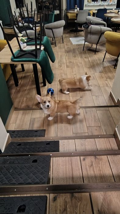 Welsh Corgi Pembroke FCI piesek