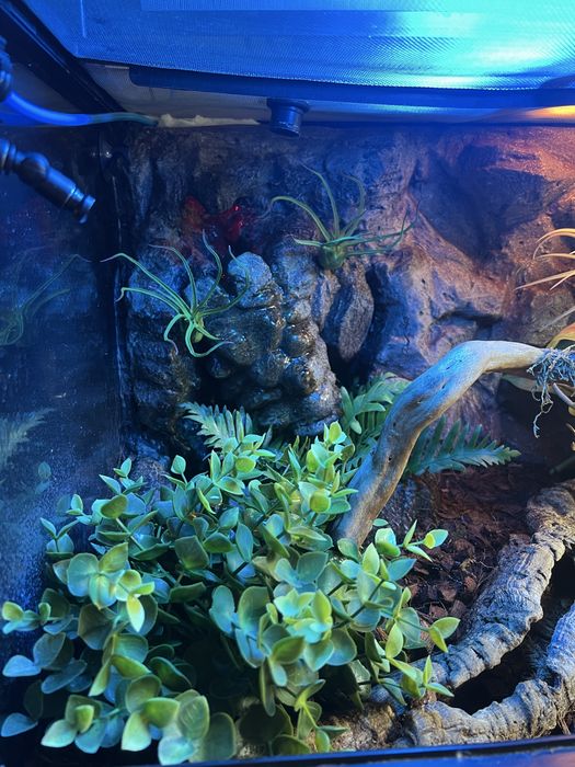 Terrarium Exo-Terra 60x45x45 + wyposażenie
