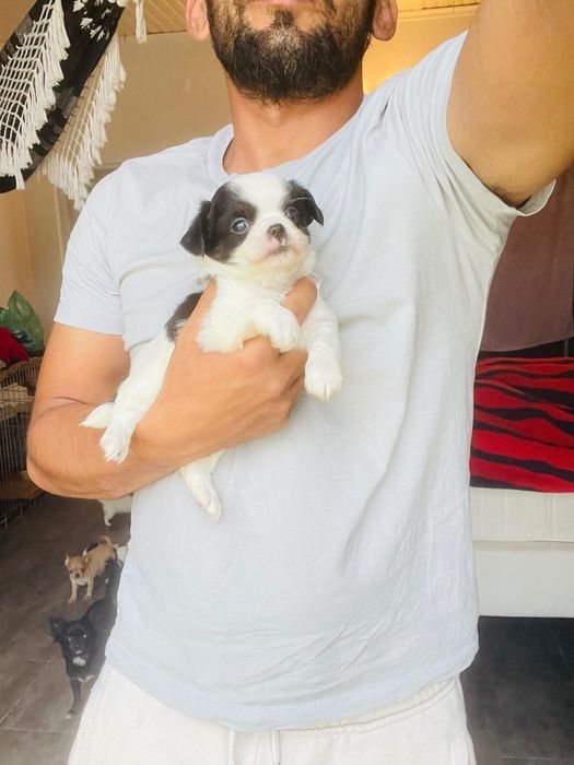 chihuahua macho  de  pelo longo lop e afixo