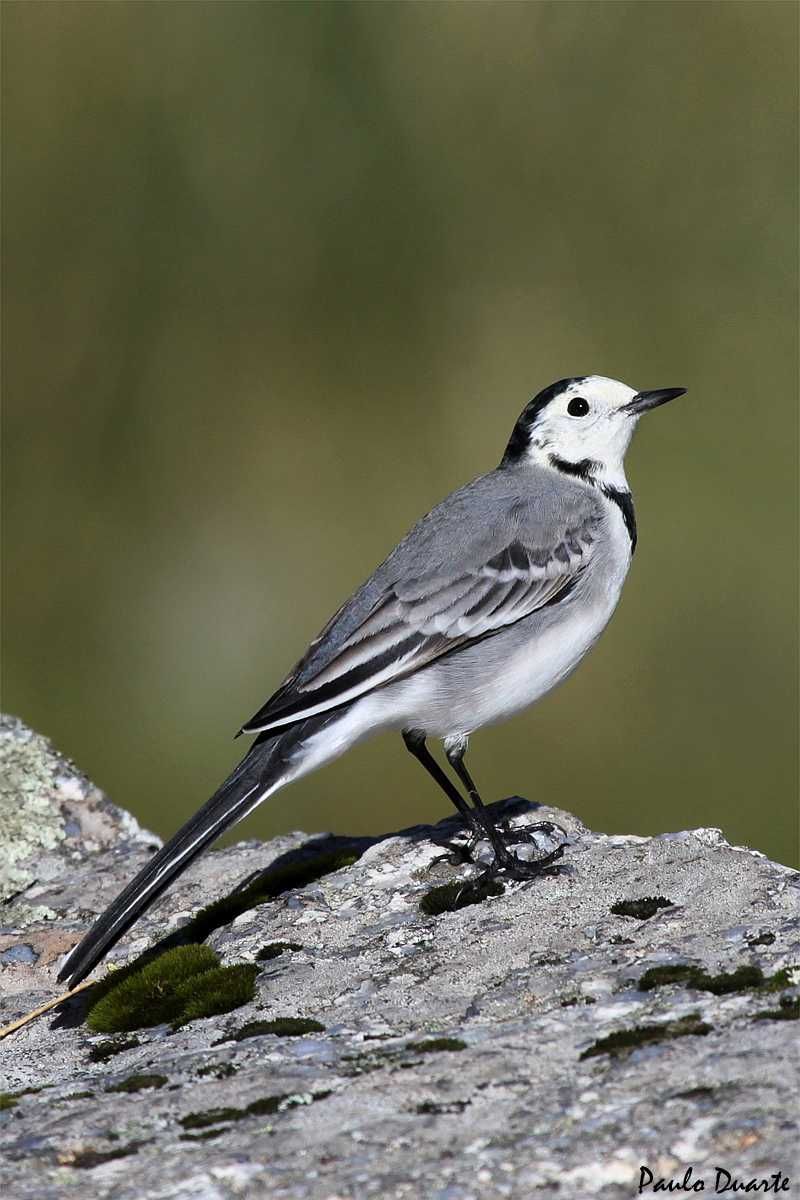 Aves insetivoras anilhadas2024/2025