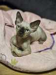Czekoladowy Point Devon Rex