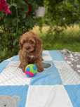 Cavapoo pudel&cavalier juz do odbioru