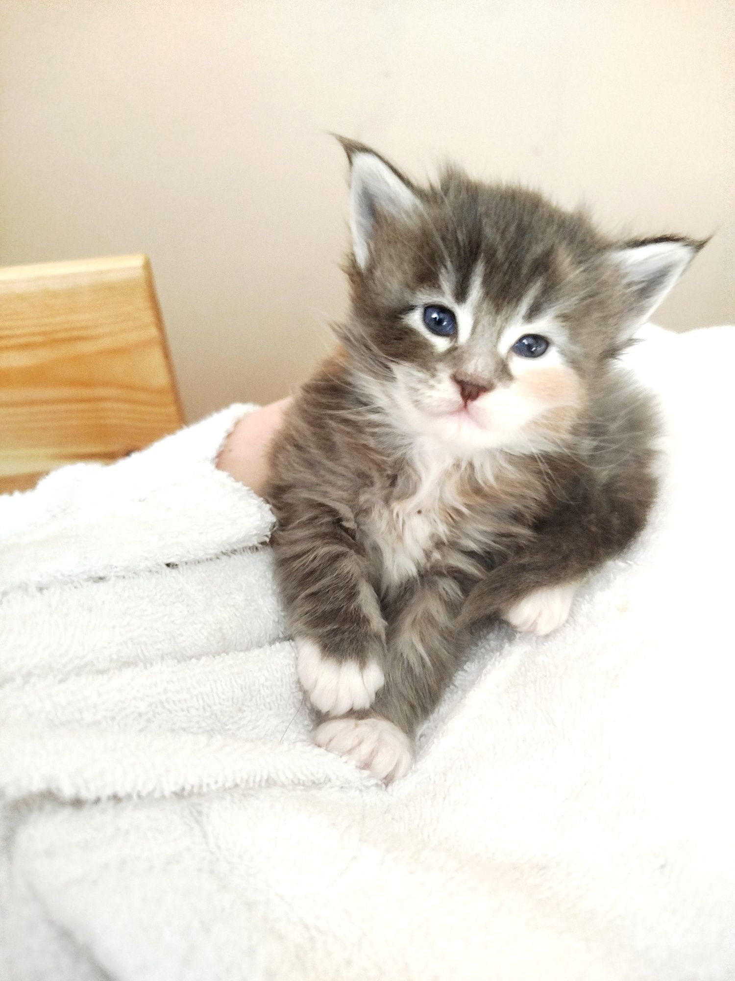 Niebieska kotka Maine coon FPL