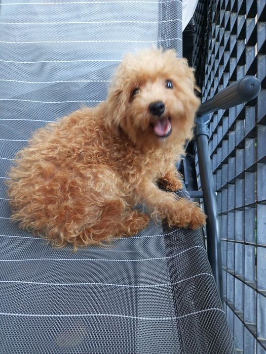 Мальтіпу F 2 діва підрощена.