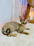 Rosa kotka devonrex Wcf