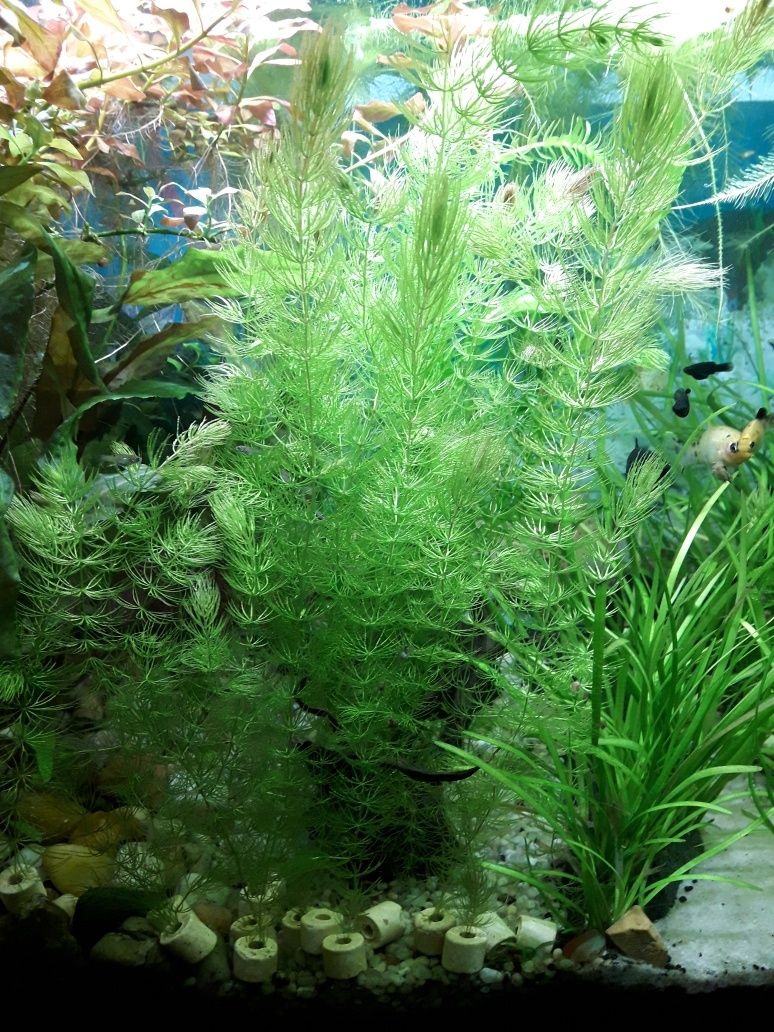 Rogatek Sztywny - roślina akwariowa
