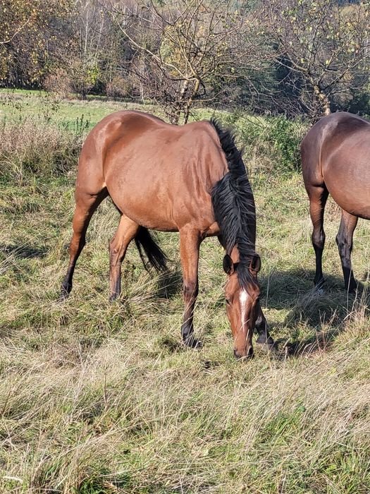 Wałach zamiana sprzedaż