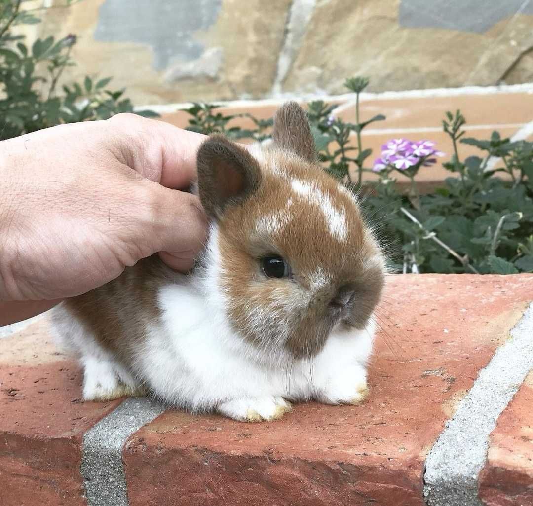 KIT Coelhos anões mini holandês e minitoy lindíssimos