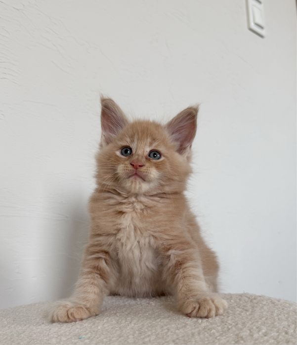 Cudny kocurek Maine Coon