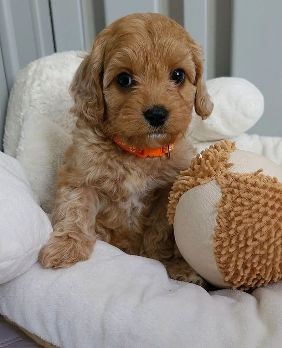 Chłopiec Cavapoo f1 ** HENIO **