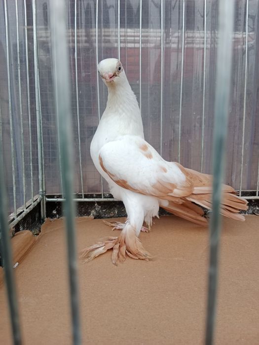 Gołębie ozdobne motyl warszawski żółty samica 25