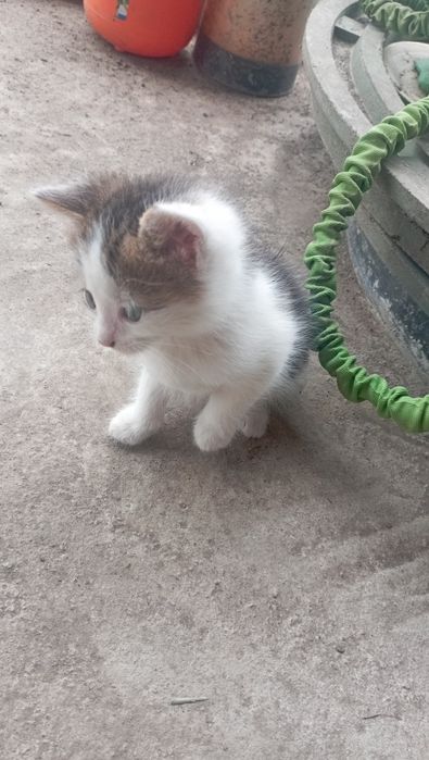 Віддам в добрі руки дівчинка і два котики,добру і люблячу сім'ю