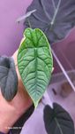 Alocasia heterophylla dragons breath melo cuculata