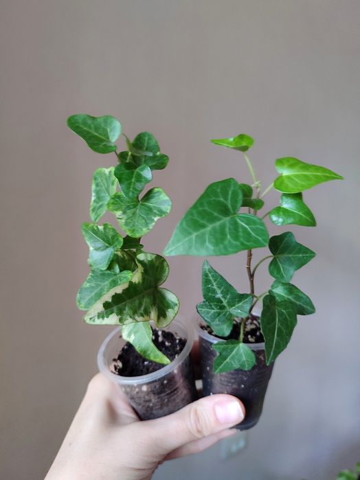 Плющ, хедера, 2 вида