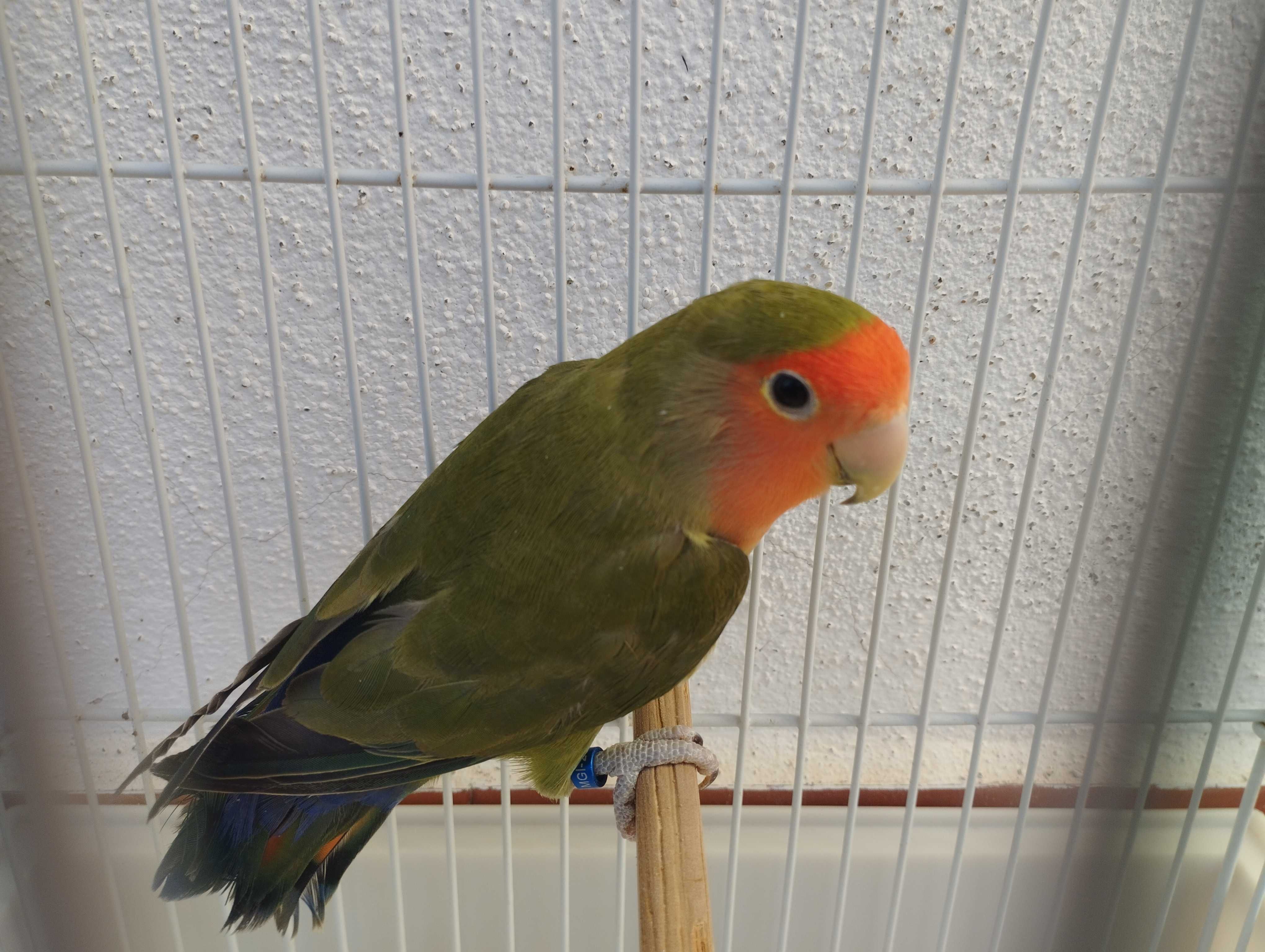 Agapornis roseicollis 2025