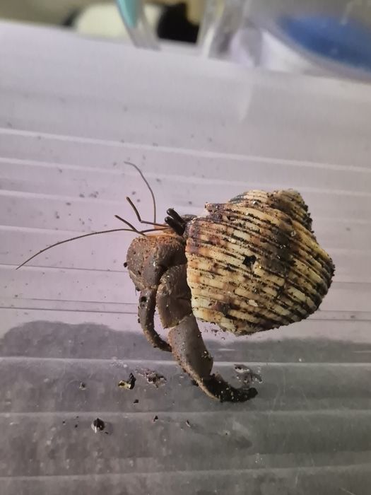 Krab pustelnik szuka domu