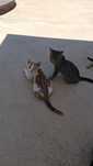 Dou gatinhos .pequenos