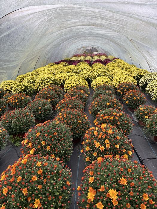 Chryzantemy drobnokwiatowe