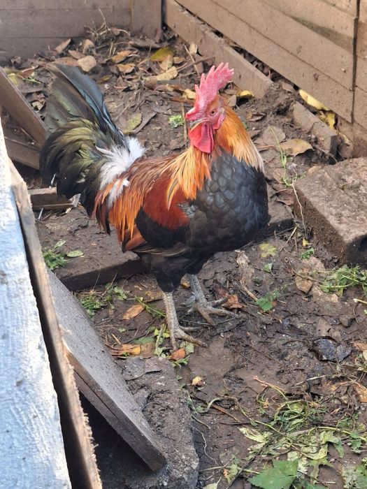 Sprzedam koguta czystej  rasy zielononóżka