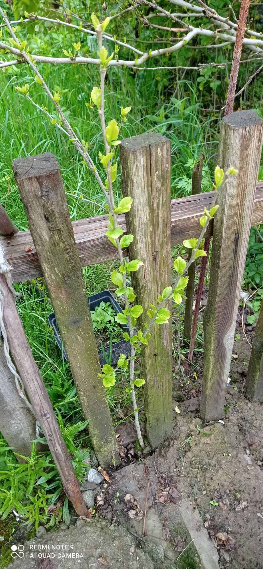Ketmia hibiskus ogrodowy