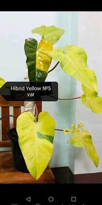 Филодендрон Hibrid 5 Yellow var Super splach var. Sunlight tricolor