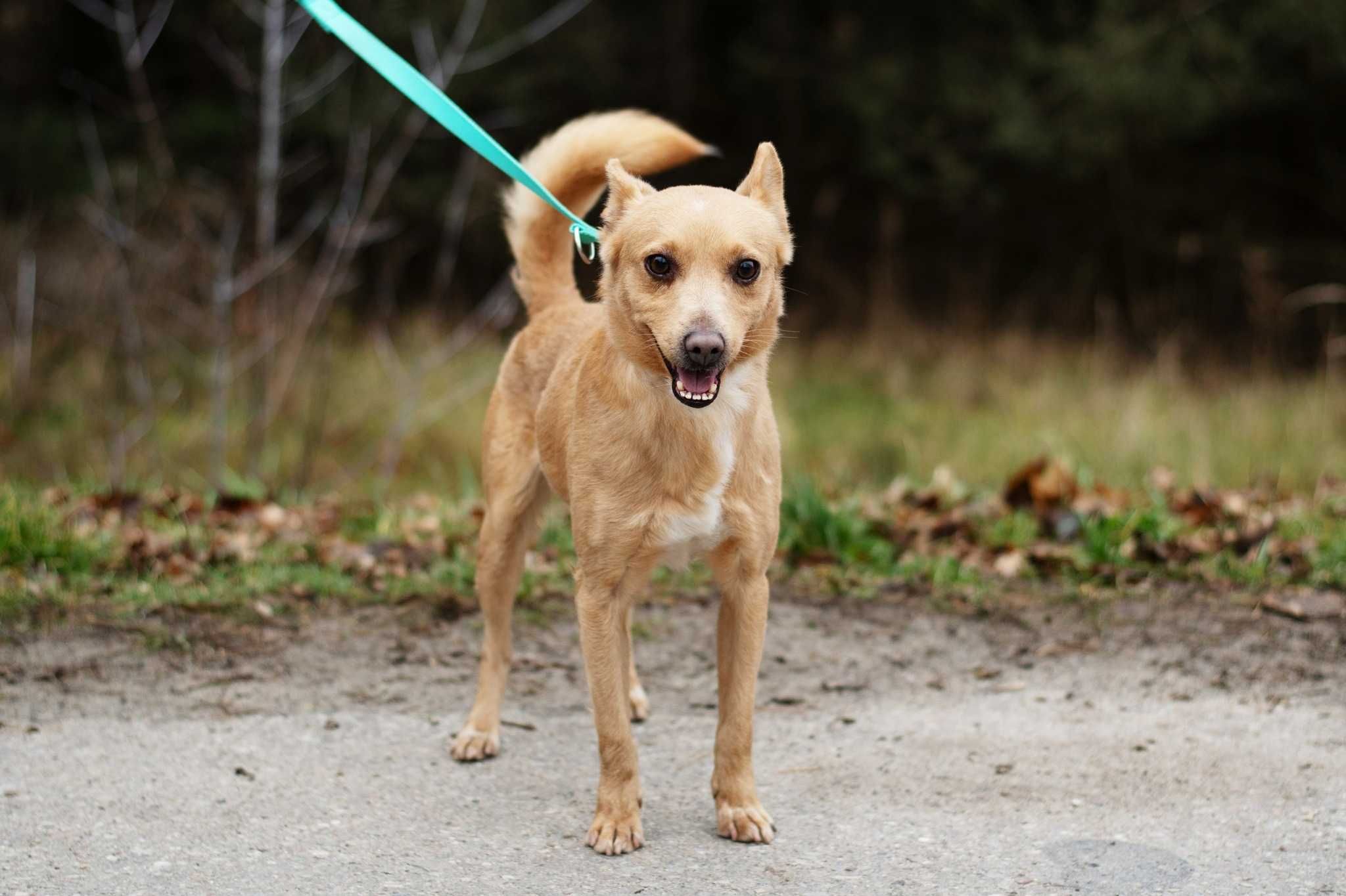 TOTTI - pozytywny młody pies do adopcji, kocha inne psy i człowieka