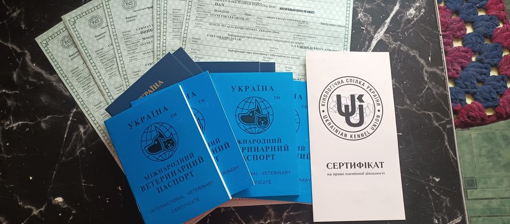 Цуценята Німецького Дратхаара