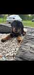 Doberman szczeniak pies z rodowodem ostatni pies MILO